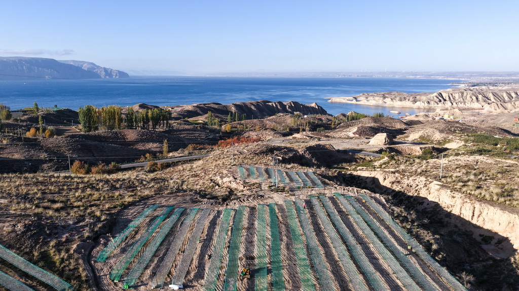 10月18日拍攝于青海省海南藏族自治州共和縣龍羊新村龍羊峽海湖漁業捕撈合作社的小銀魚晾曬網（無人機照片）。