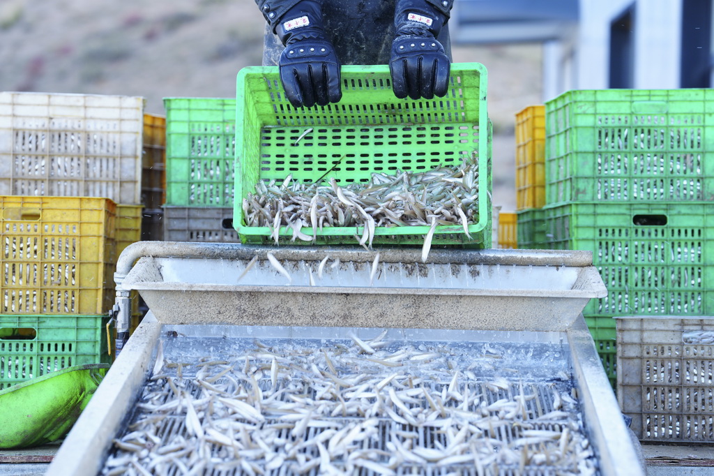10月18日，在青海省海南藏族自治州共和縣龍羊新村龍羊峽海湖漁業捕撈合作社，一名工人過篩新捕的小銀魚。