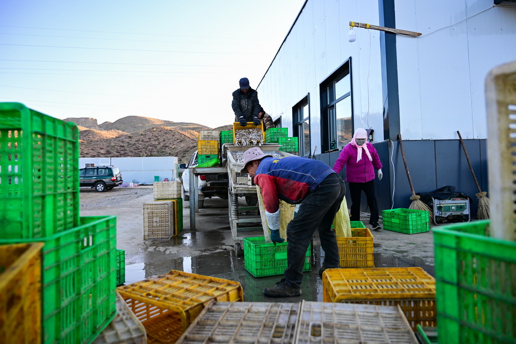 10月18日，在青海省海南藏族自治州共和縣龍羊新村龍羊峽海湖漁業捕撈合作社，工人收拾新捕的小銀魚。
