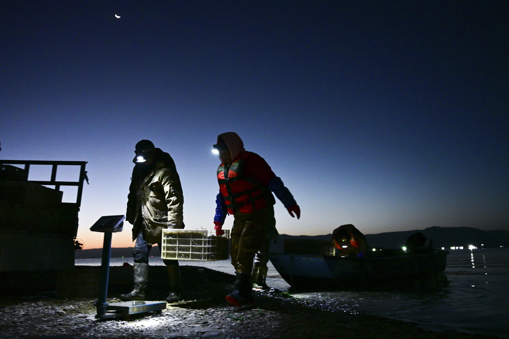 10月18日，庫區漁民將一箱剛捕撈的小銀魚上秤稱重。