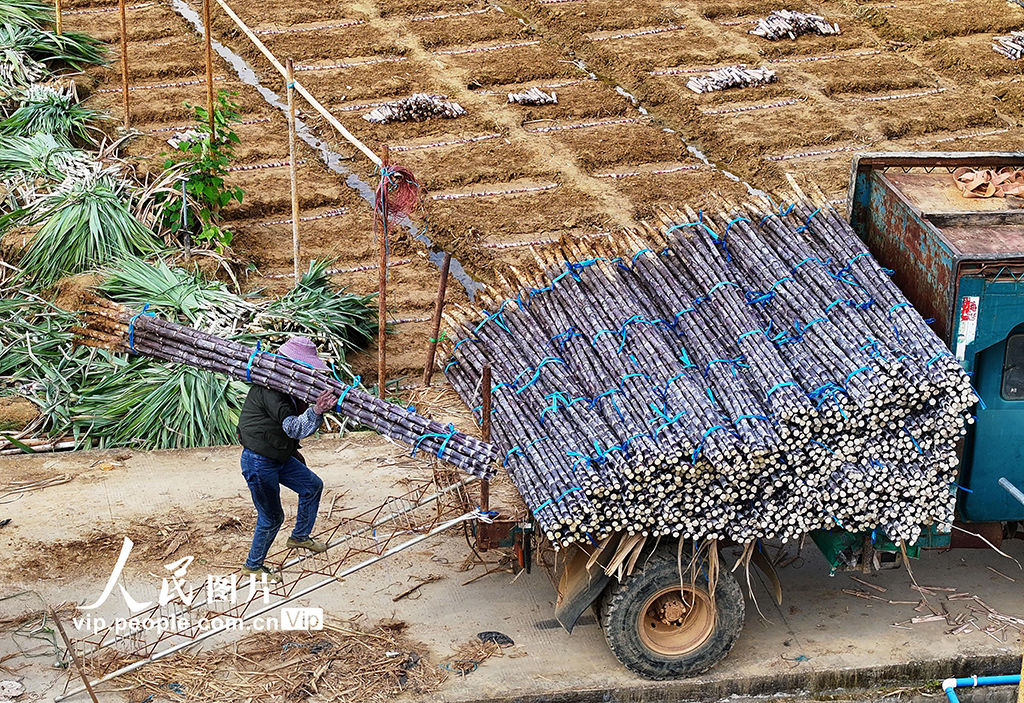 廣西龍州:黑皮果蔗收獲忙【2】