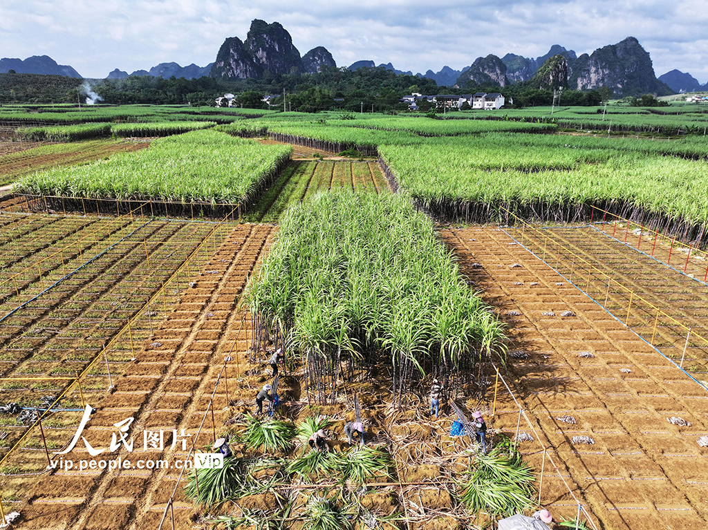 廣西龍州:黑皮果蔗收獲忙【3】