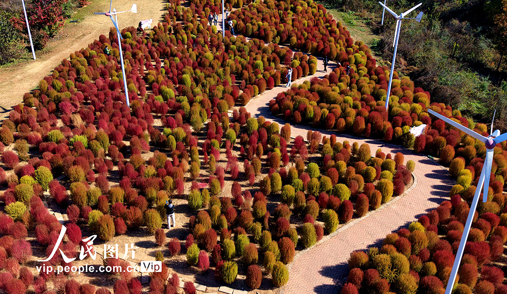 遼寧沈陽:賞秋正當時【2】