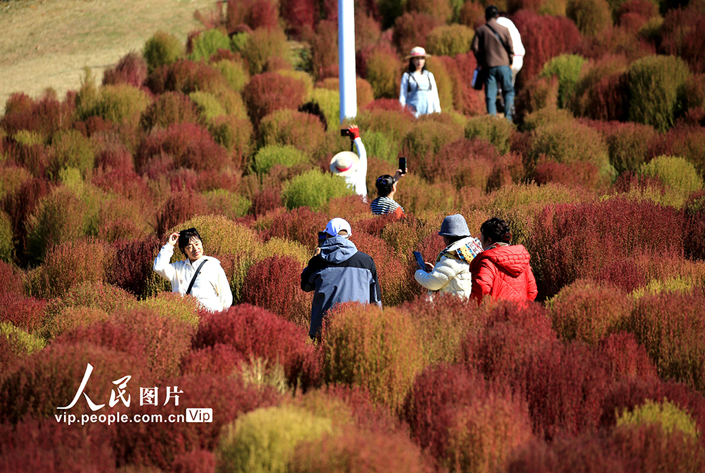 遼寧沈陽:賞秋正當時【4】