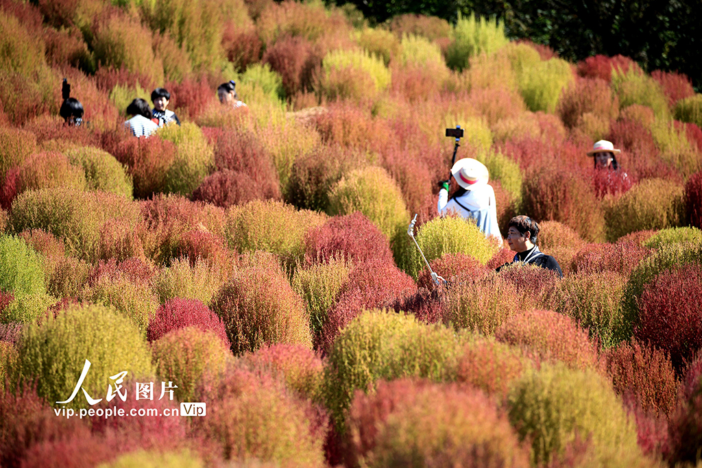 遼寧沈陽:賞秋正當時【7】