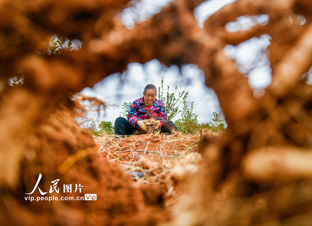 湖南道縣:采收玉竹【2】