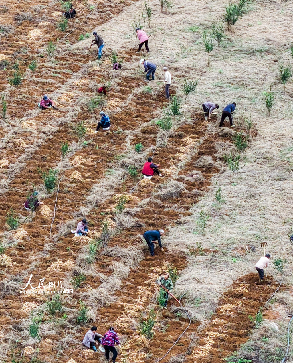 湖南道縣:采收玉竹【3】