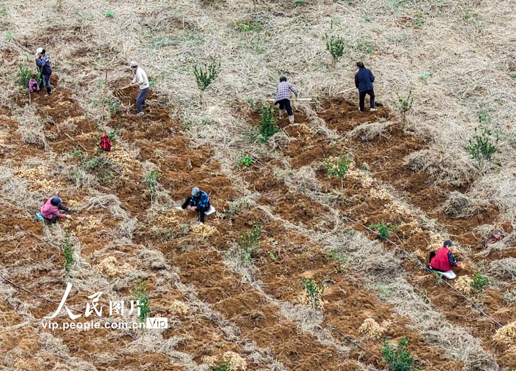 湖南道縣:采收玉竹【4】