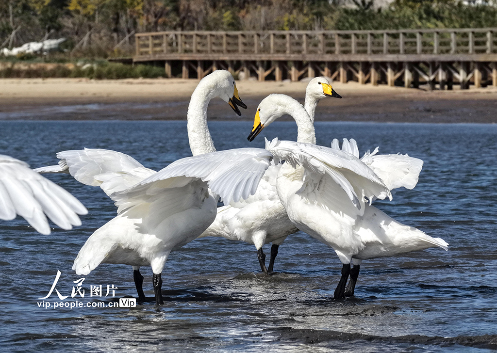 300余只大天鵝飛抵山東榮成越冬棲息【2】