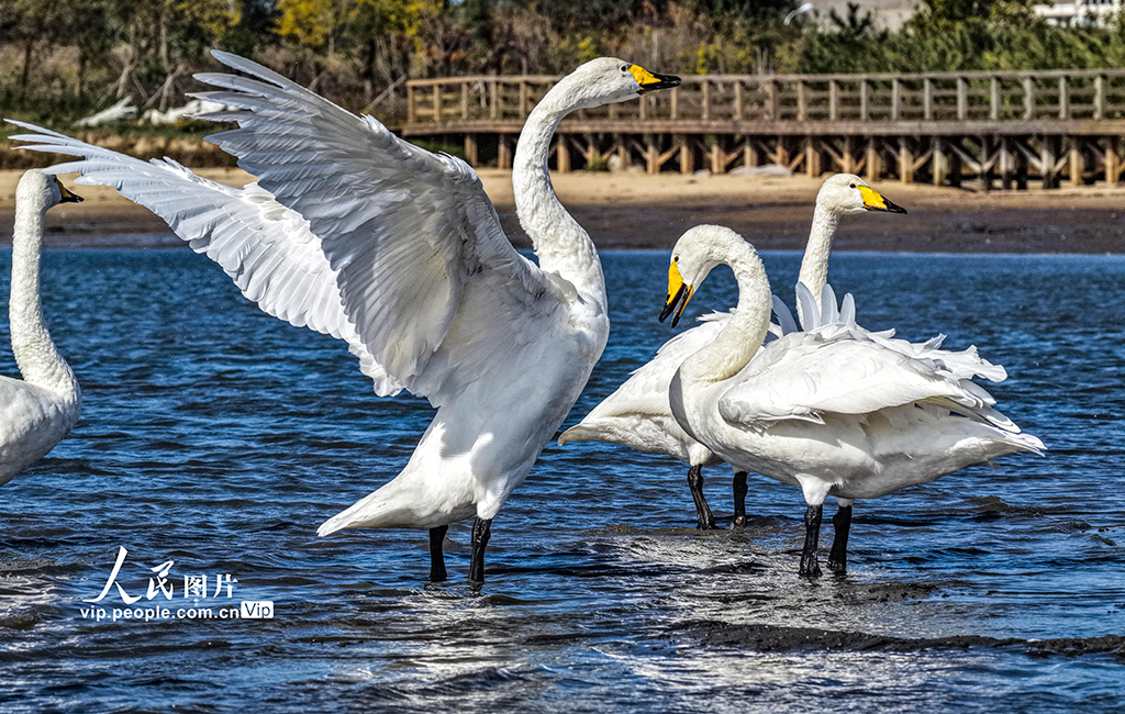 300余只大天鵝飛抵山東榮成越冬棲息【3】