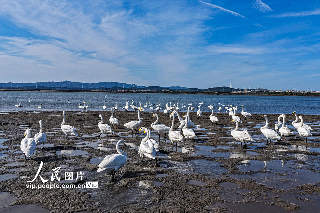 300余只大天鵝飛抵山東榮成越冬棲息【4】
