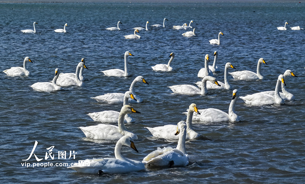 300余只大天鵝飛抵山東榮成越冬棲息【5】