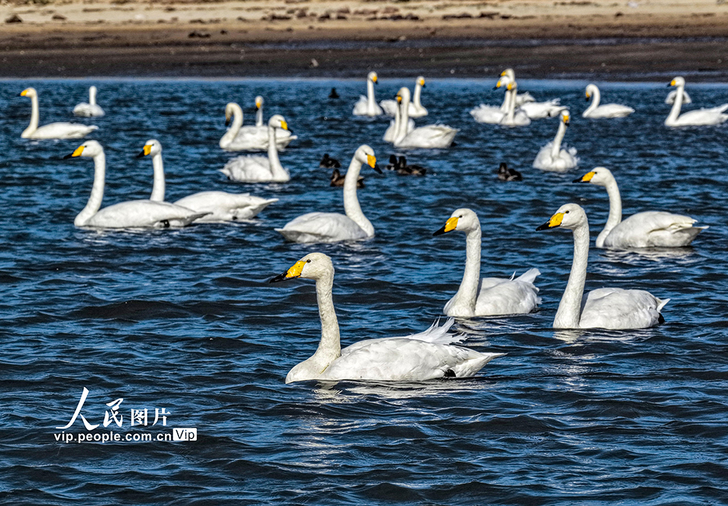 300余只大天鵝飛抵山東榮成越冬棲息【6】