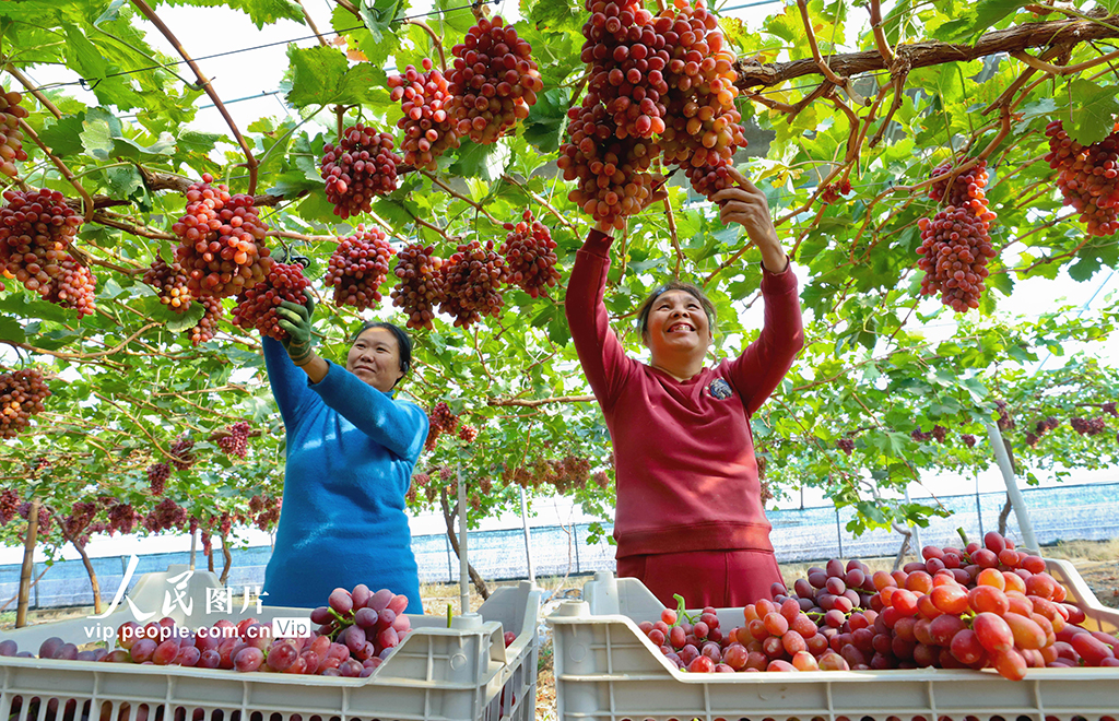 甘肅臨澤:采摘葡萄【2】