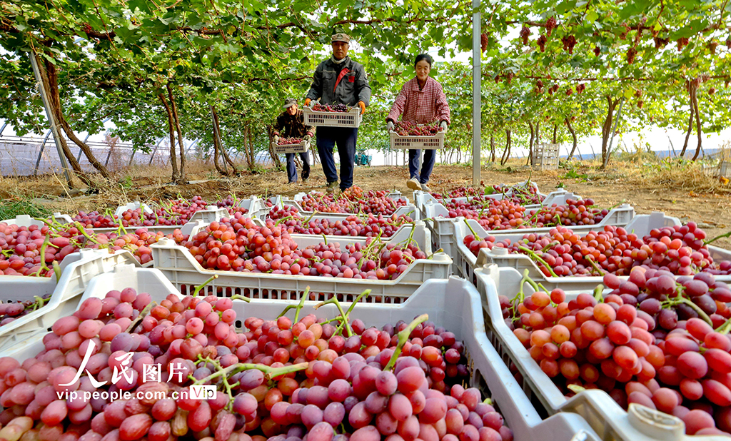 甘肅臨澤:采摘葡萄【3】