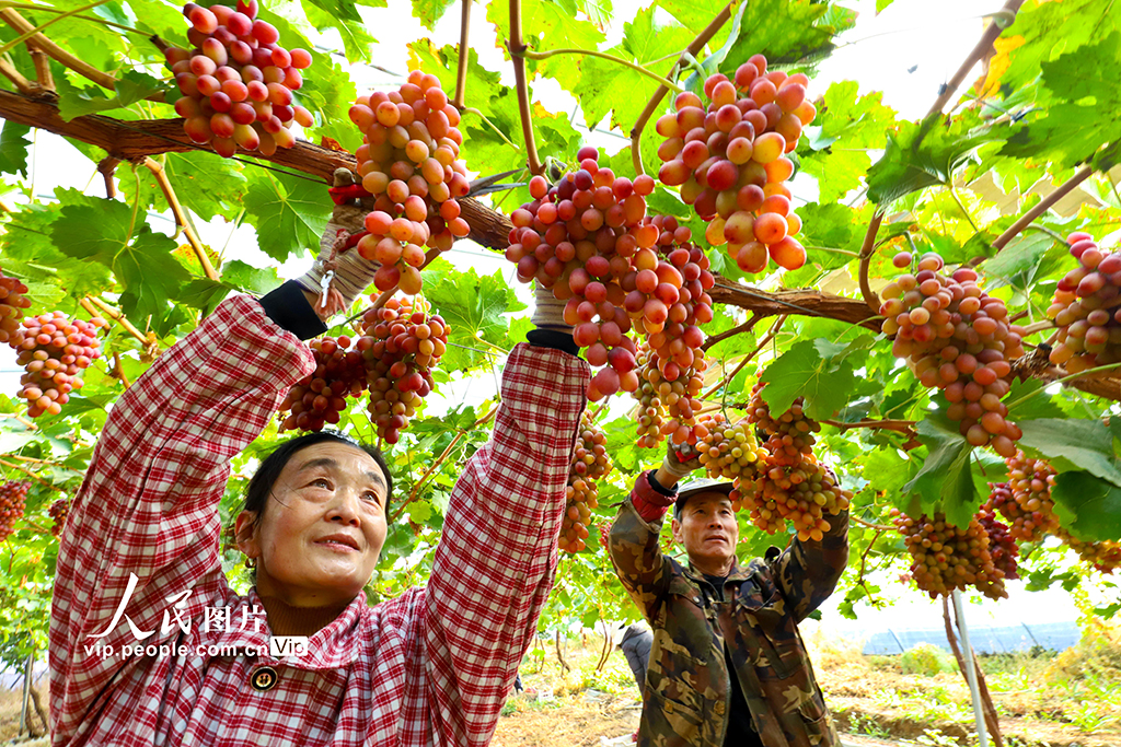 甘肅臨澤:采摘葡萄【4】