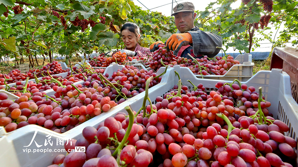 甘肅臨澤:采摘葡萄【5】