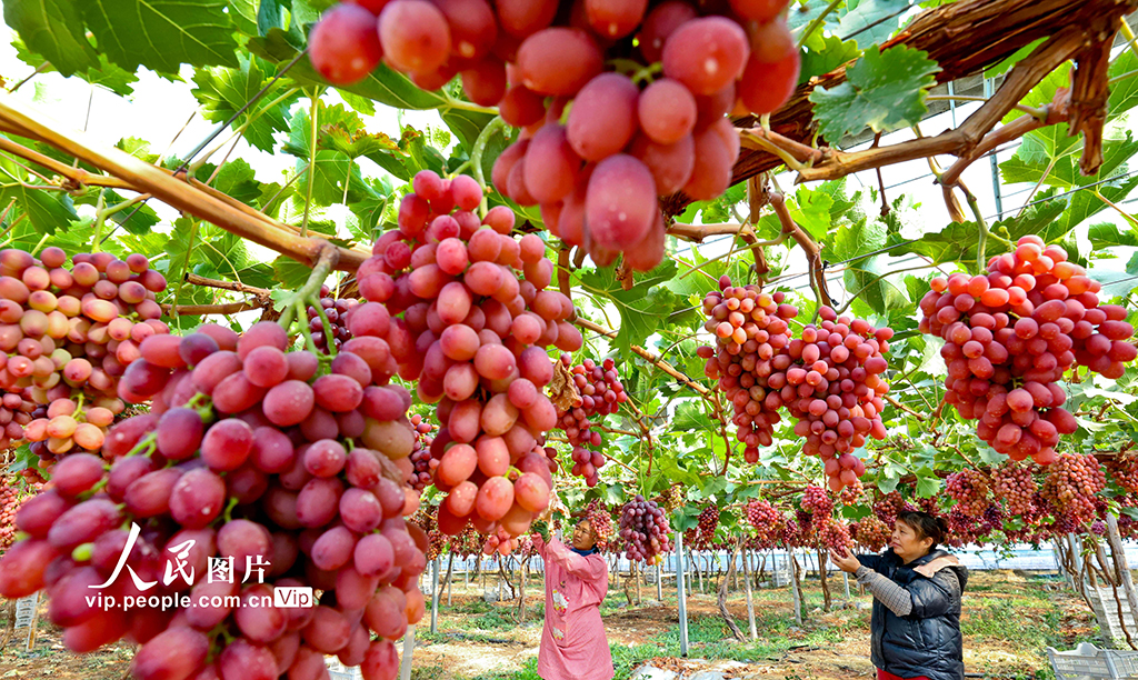 甘肅臨澤:采摘葡萄【6】
