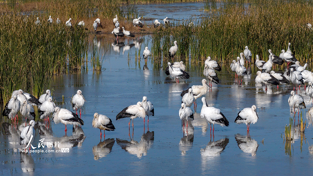 遼寧康平:東方白鸛飛抵臥龍湖濕地【2】