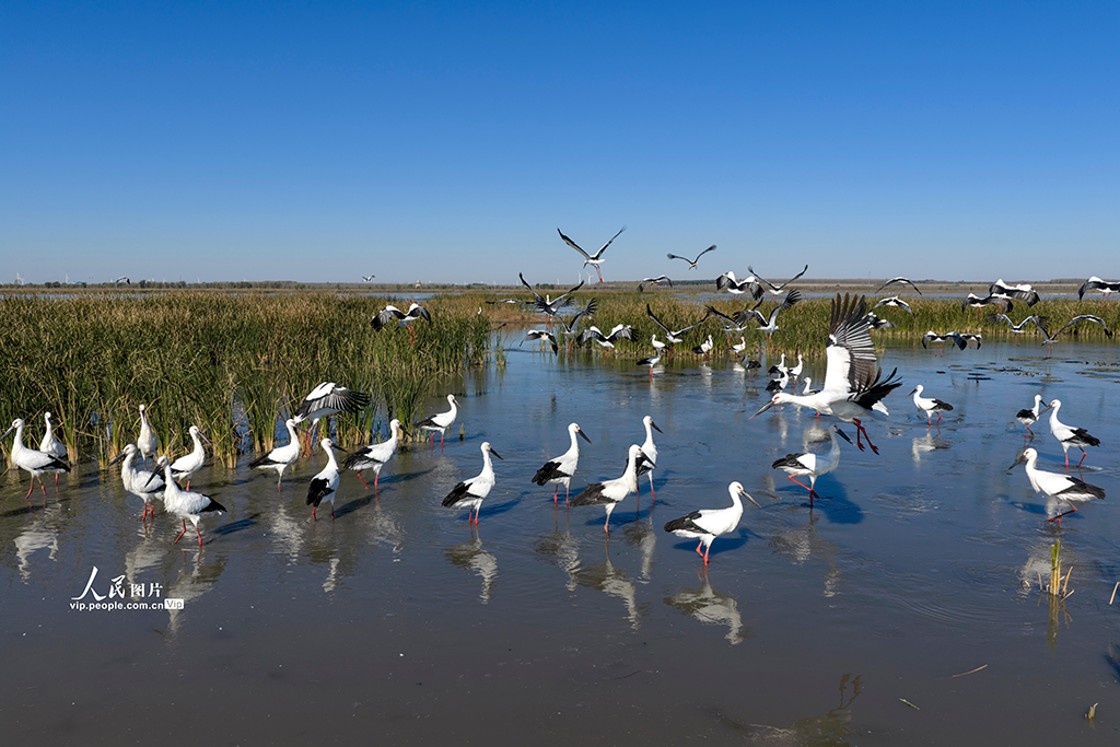 遼寧康平:東方白鸛飛抵臥龍湖濕地【3】