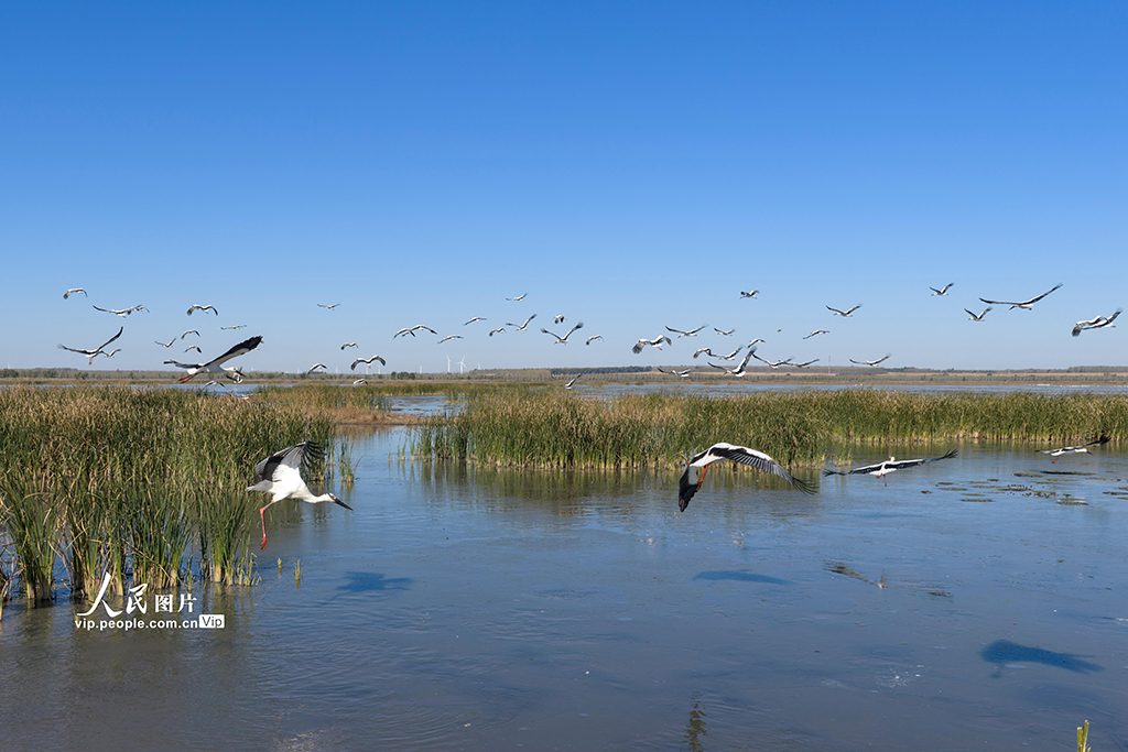 遼寧康平:東方白鸛飛抵臥龍湖濕地【4】