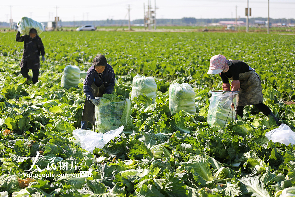 河北玉田：白菜采收忙【2】