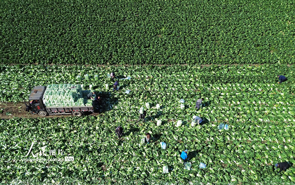 河北玉田：白菜采收忙【5】