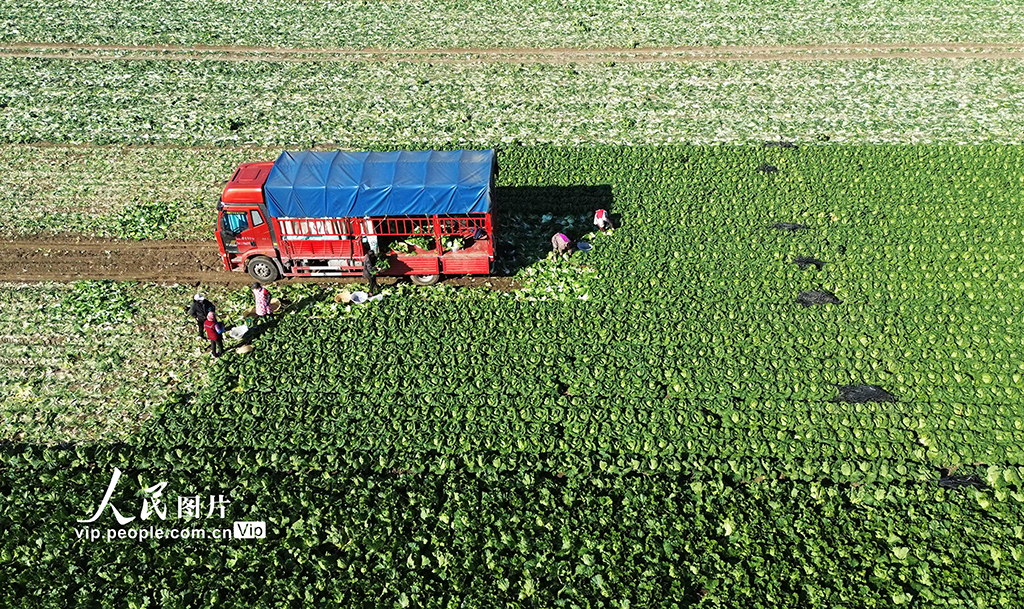 河北玉田：白菜采收忙【6】