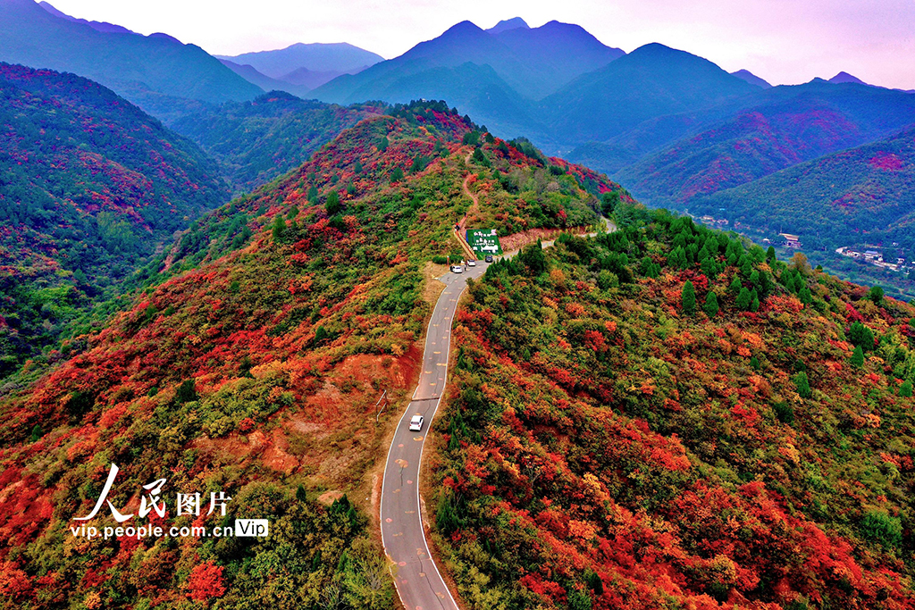 山西平陸:中條山紅葉迎來最佳觀賞期【2】