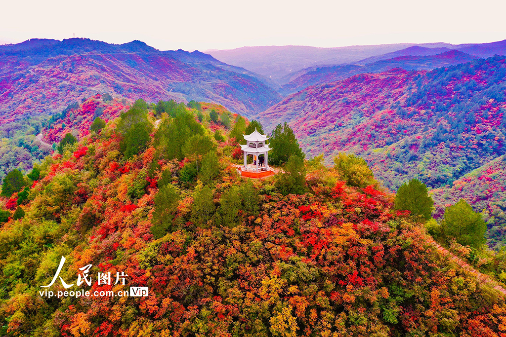 山西平陸:中條山紅葉迎來最佳觀賞期【3】
