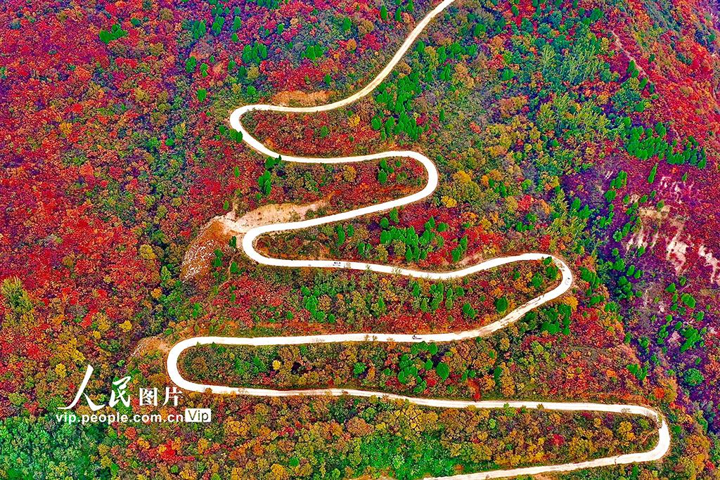 山西平陸:中條山紅葉迎來最佳觀賞期【4】