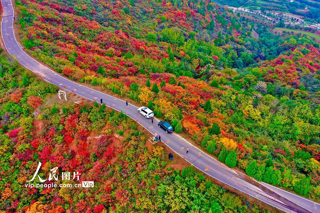 山西平陸:中條山紅葉迎來最佳觀賞期【5】