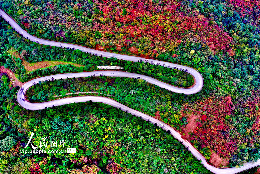 山西平陸:中條山紅葉迎來最佳觀賞期【6】