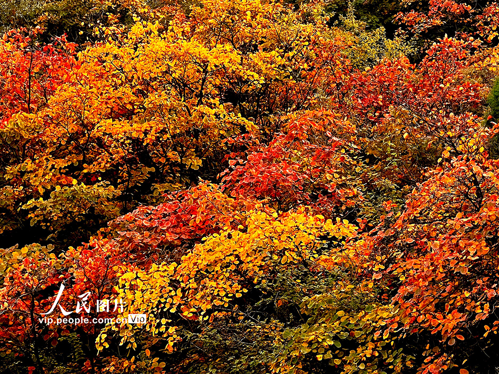 山西平陸:中條山紅葉迎來最佳觀賞期【7】
