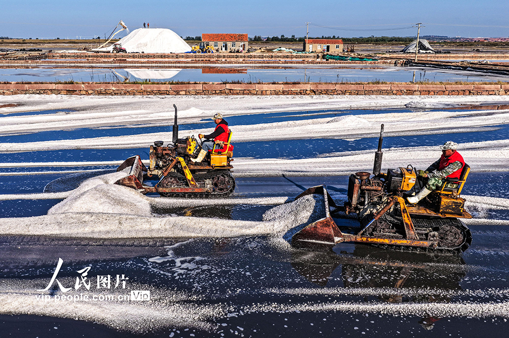 山東榮成:海鹽豐收【3】
