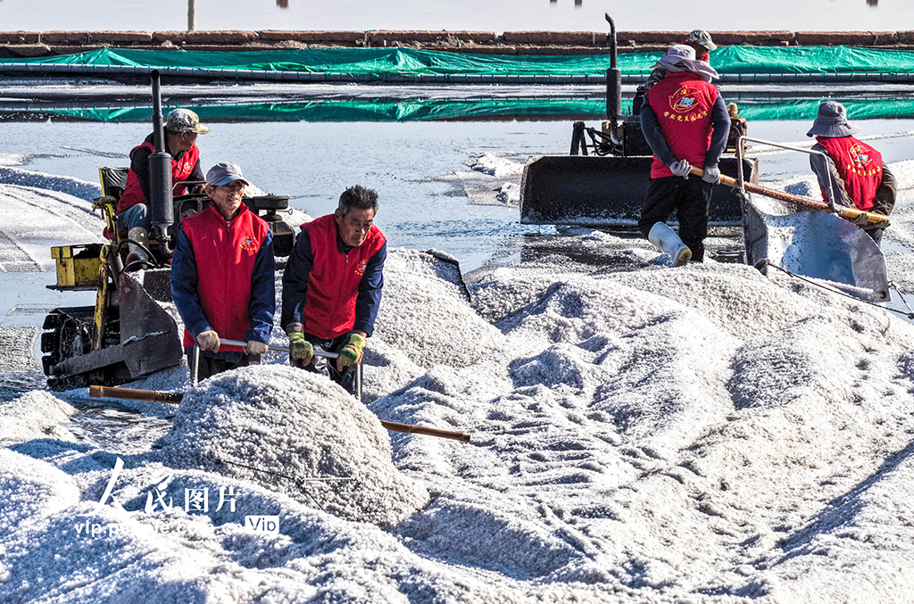山東榮成:海鹽豐收【5】