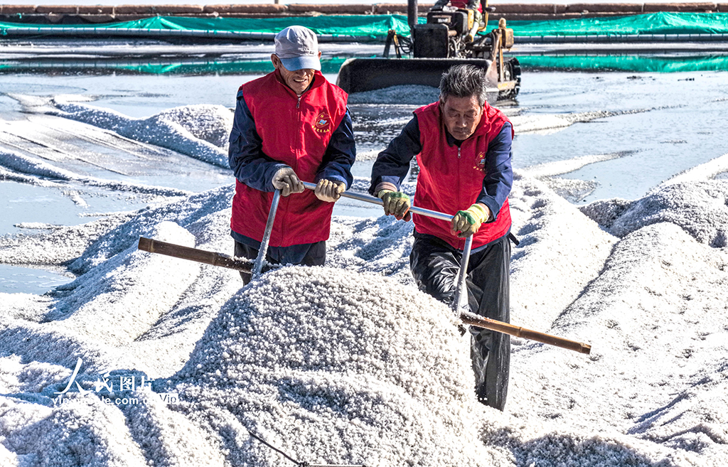 山東榮成:海鹽豐收【7】