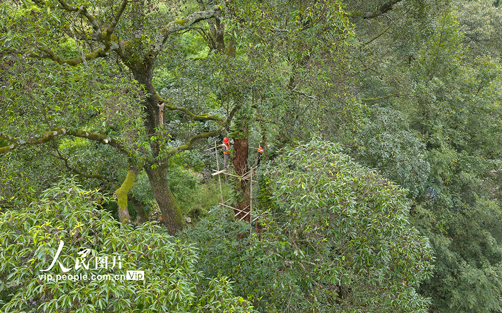 重慶:修復古樹名木 留住綠色“活化石”【3】