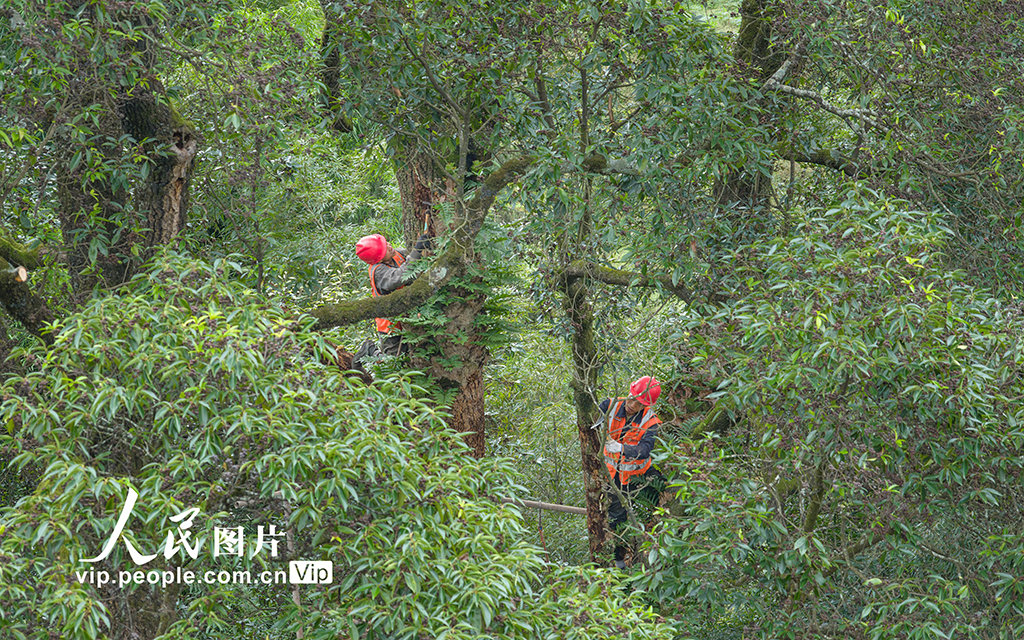 重慶:修復古樹名木 留住綠色“活化石”【2】