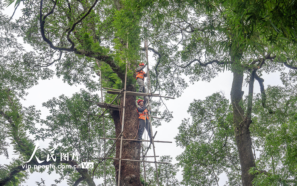 重慶:修復古樹名木 留住綠色“活化石”【4】