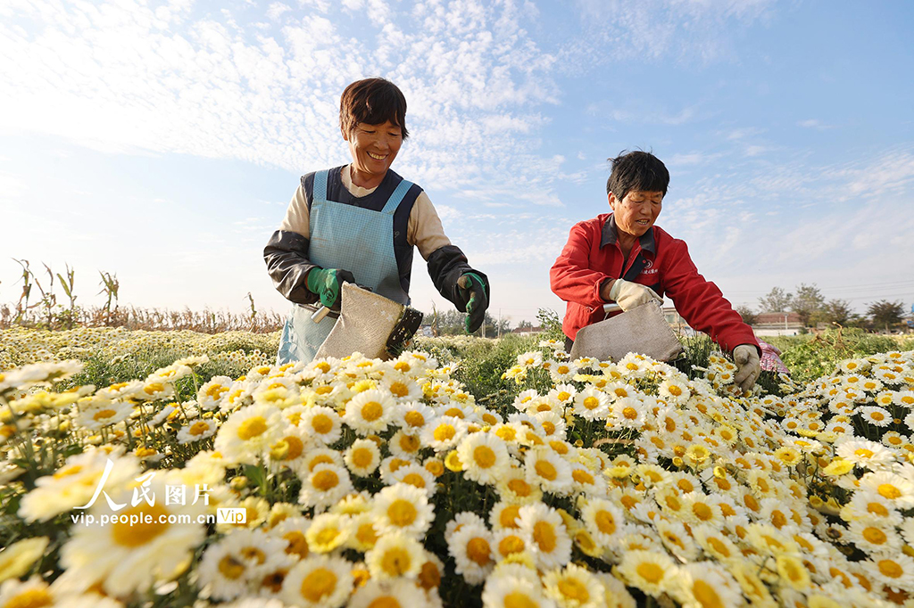 安徽淮北:采收菊花【3】