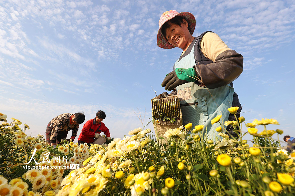 安徽淮北：采收菊花【4】
