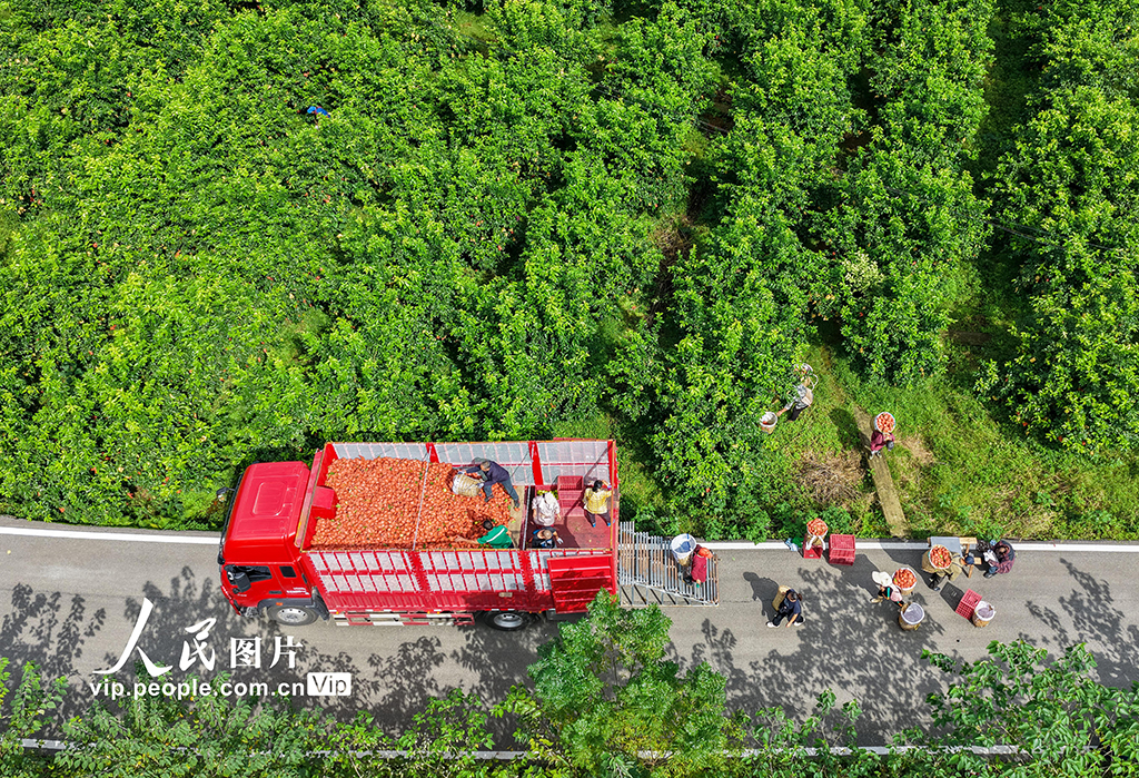 四川廣安:檸檬豐收【4】