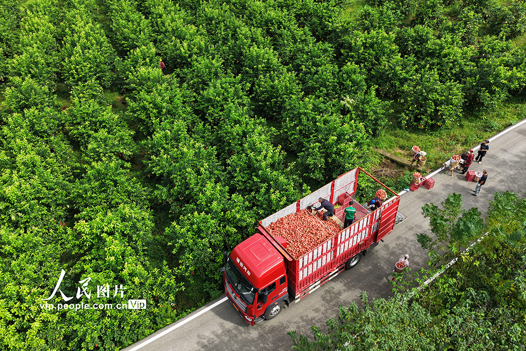 四川廣安:檸檬豐收【5】