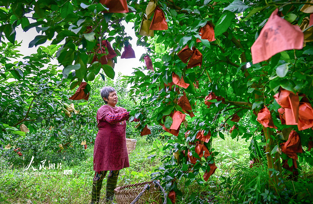 四川廣安：檸檬豐收【3】