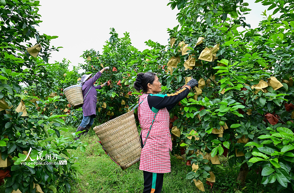 四川廣安：檸檬豐收【2】