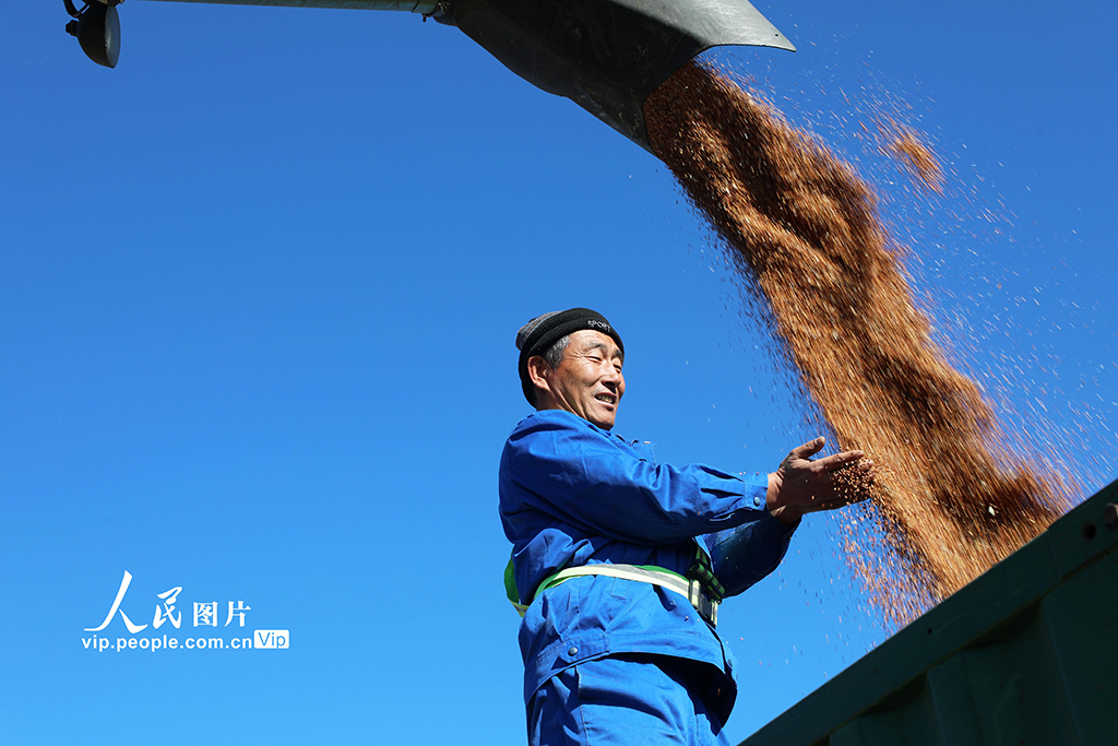 內蒙古呼倫貝爾：高粱豐收【5】