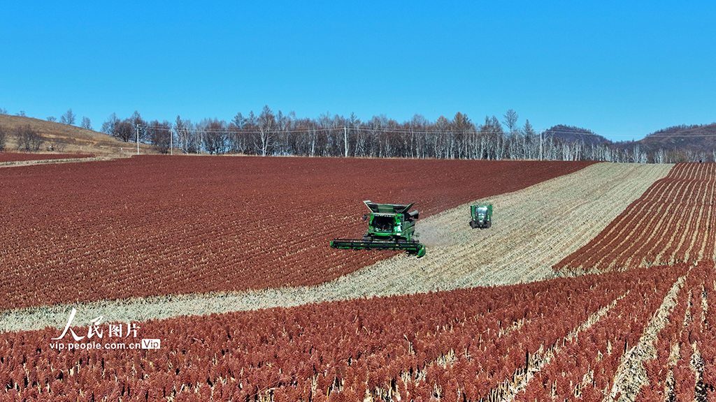 內蒙古呼倫貝爾:高粱豐收【2】