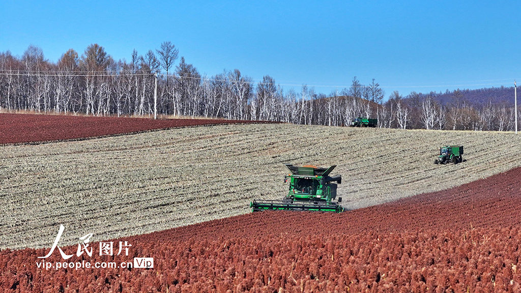 內蒙古呼倫貝爾：高粱豐收【6】