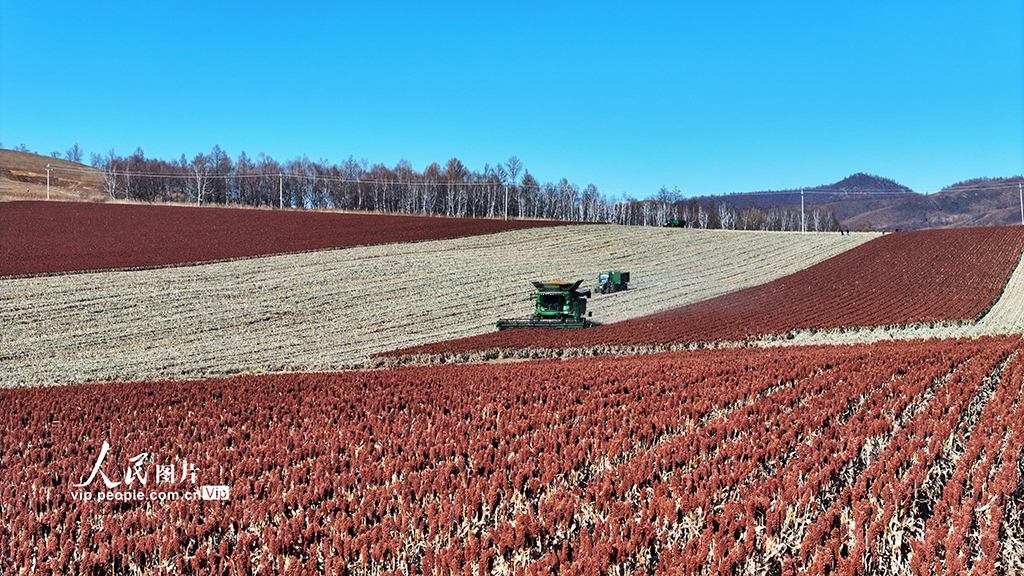 內蒙古呼倫貝爾:高粱豐收【3】